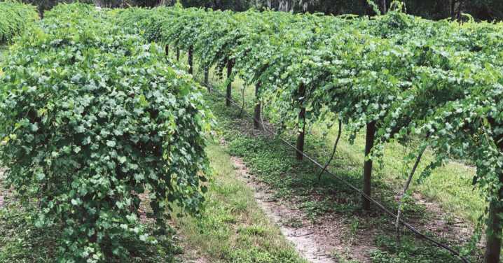 2025 muscadine picking season arrives at Spring Garden Vineyard!
