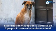 Esterilización y adopción la apuesta de Zipaquirá contra el abandono animal