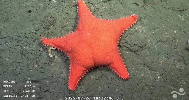 'Big-Butt Starfish' Documented Off The Coast Of Argentina