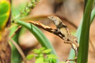 Lead-resistant lizards in New Orleans could hold clues to combating lead poisoning