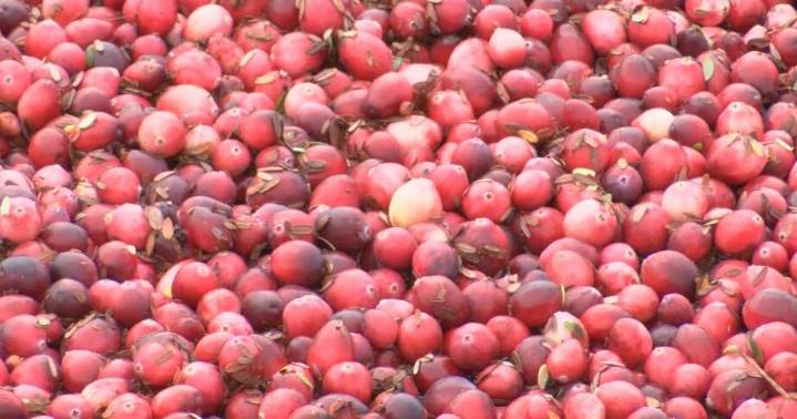 Cranberry growers in Wisconsin expect big harvest this year
