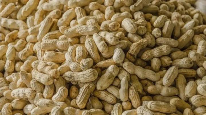 El maní argentino domina el mercado mundial: “Somos el mayor exportador de maní porque consumimos poco internamente”