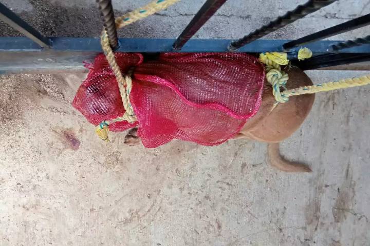 Hombre termina hospitalizado tras ser atacado por su propio perro en Motul