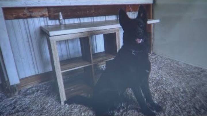 Former Colo. K-9 kills police chief’s 3-year-old daughter in home incident
