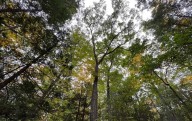 En cada árbol, un billón de pequeñas vidas