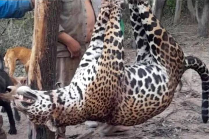 Histórica condena por matar a un yaguareté: tres cazadores con prisión domiciliaria