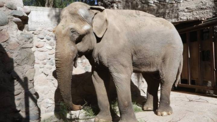 Ecoparque de Mendoza: concluyó la autopsia de la elefanta Tamy y revelaron de qué murió