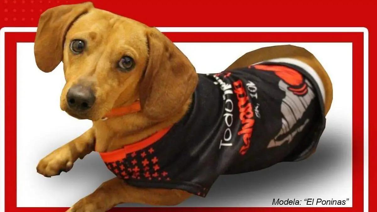 Invitan a correr al lado de tu lomito en la carrera “Todo México Salvando Vidas”
