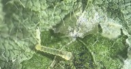 New soybean pest found in Missouri
