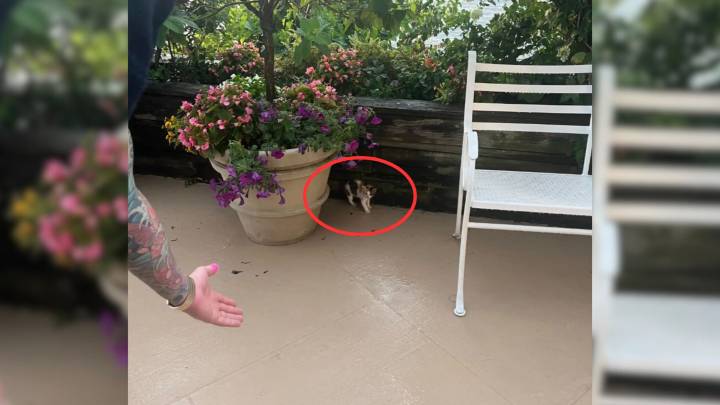 Couple Stunned To Discover Something Furry Hiding Behind A Flowerpot During Wedding Venue Visit In New York