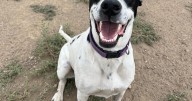 HCH Pet of the Week: Robin