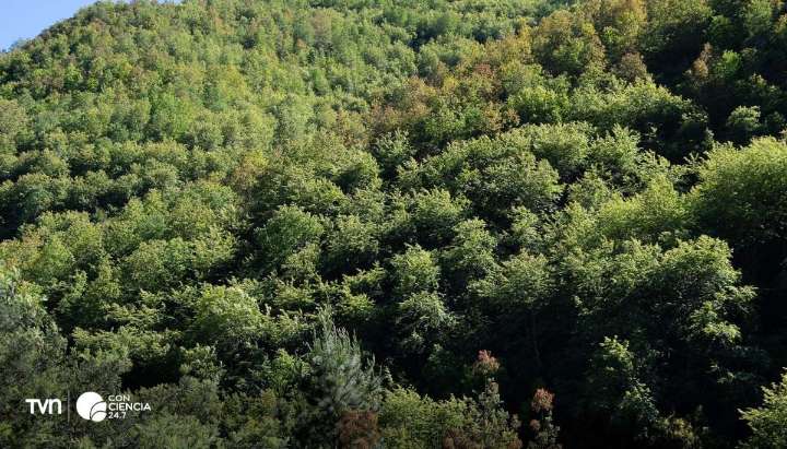 Estudio advierte que el bosque mediterráneo chileno está al borde del colapso