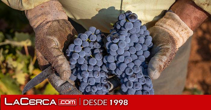 Ya se vendimia la Tempranillo en DO La Mancha