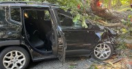 Driver escapes with minor injuries after tree crushes car in Massachusetts