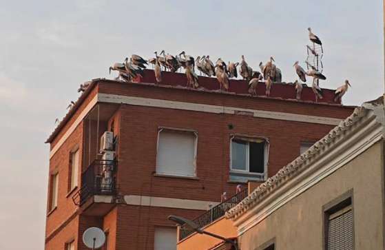 Decenas de cigüeñas blancas 'descansan' esta semana en la localidad de Mora