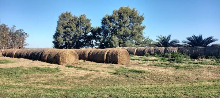 La superficie forrajera creció a niveles históricos