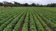 Prevén aumento en siembra de frijol en la zona norte de Nayarit