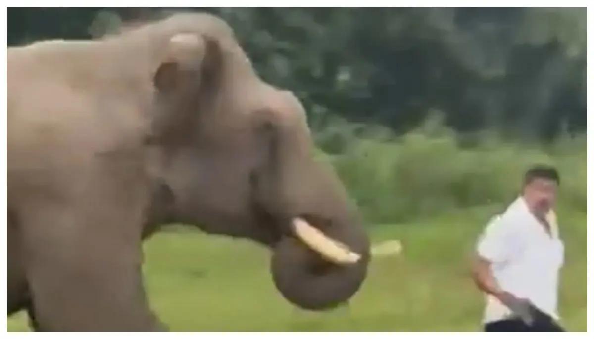 Un turista se acercó demasiado a un elefante en la India; el animal lo persiguió y lo aplastó (VIDEO)