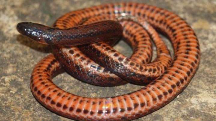 Descubren nueva especie de serpiente en los Andes venezolanos