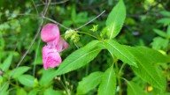 Purple jewelweed found in Kalamazoo park. Why officials want to stop its spread