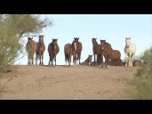 New plan could slash Arizona’s Salt River Herd to brink of extinction