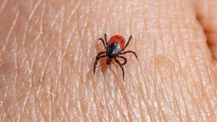 España notifica tres casos de fiebre hemorrágica de Crimea