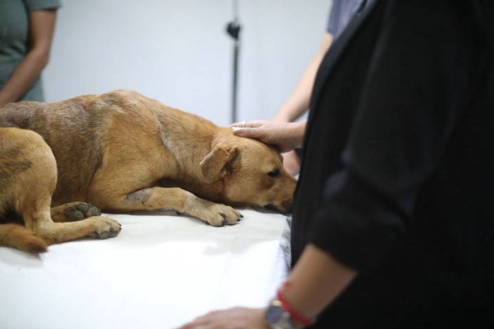 Inicia juicio contra agresor de perrito