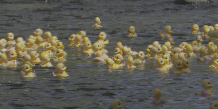 Raising money for a good cause with annual duck race