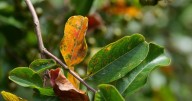What's up with your crape myrtles and hydrangeas? It could be the common Cercospora leaf spot.