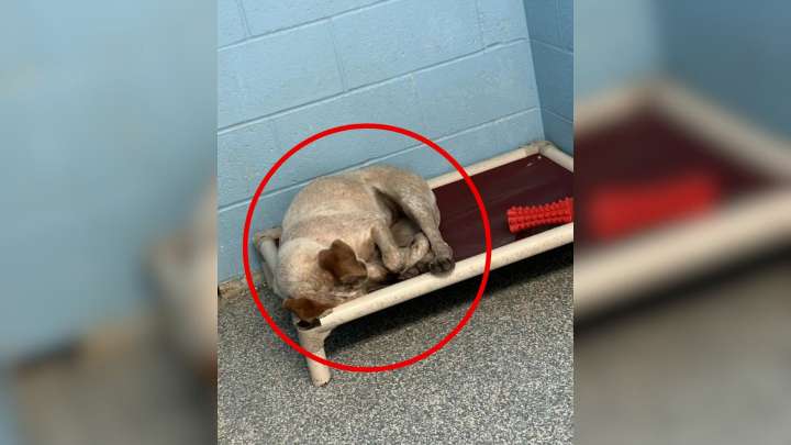 Sad Dog Saved From Oklahoma Street Watches Her Best Friend Get Adopted While She Remains Alone