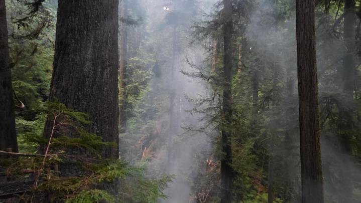Historic 450-year-old Douglas fir burning east of Coquille