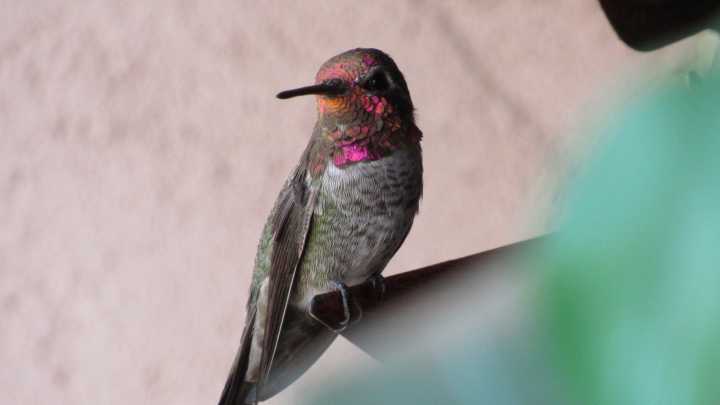 How To Turn Your Tiny Balcony Into A Hummingbird Oasis