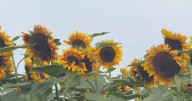 Pick your own sunflowers in the stunning fields of this Massachusetts farm that's steeped in history
