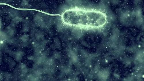 Flesh-eating bacteria: Vibrio vulnificus cases, which cause necrotizing fasciitis, rising due to climate change, scientists say