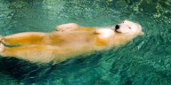 America's Largest Zoo Is Also Its Most Underrated