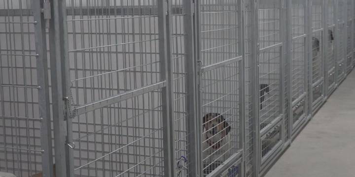 Police: 21 dogs found dead at N.Y. boarding facility