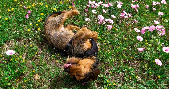 Vet issues alert for pet owners who notice 'increased scratching'
