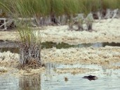 Dry conditions continue in Belleville area despite recent rainfall