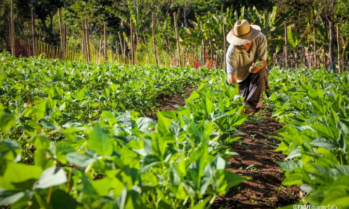 Consejo de Campesinos organizados para impulsar producción y defender la patria