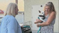 Arizona dog that was stolen was found in Washington four months later