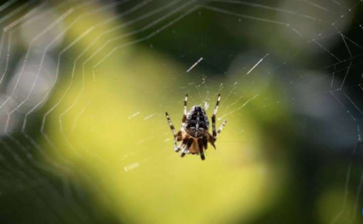 Arañas atrapan luciérnagas para atraer presas con su luz