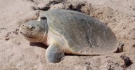 Arriban más de 3 mil tortugas lora a costas panameñas para desove masivo
