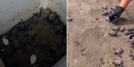 Profepa libera 32 tortugas marinas en Veracruz en busca de proteger especies amenazadas