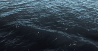 Sewage spill in Annapolis creek leads to public health advisory