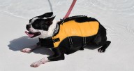 Annual Pooch Plunge a Splashing Success