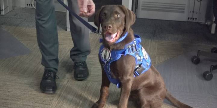 Still very few details surrounding death of Maine’s first comfort dog