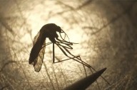 SHA warns of mosquitoes carrying West Nile virus in southwest Sask
