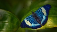 The Sweet-Smelling Flower That Thrives In Containers & Is Irresistible To Butterflies