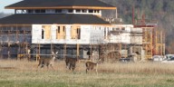 Urban deer bow-hunting plan reaches Howard Village Board