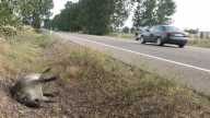 Una motorista resulta herida muy grave tras chocar contra un jabalí en Tarazona